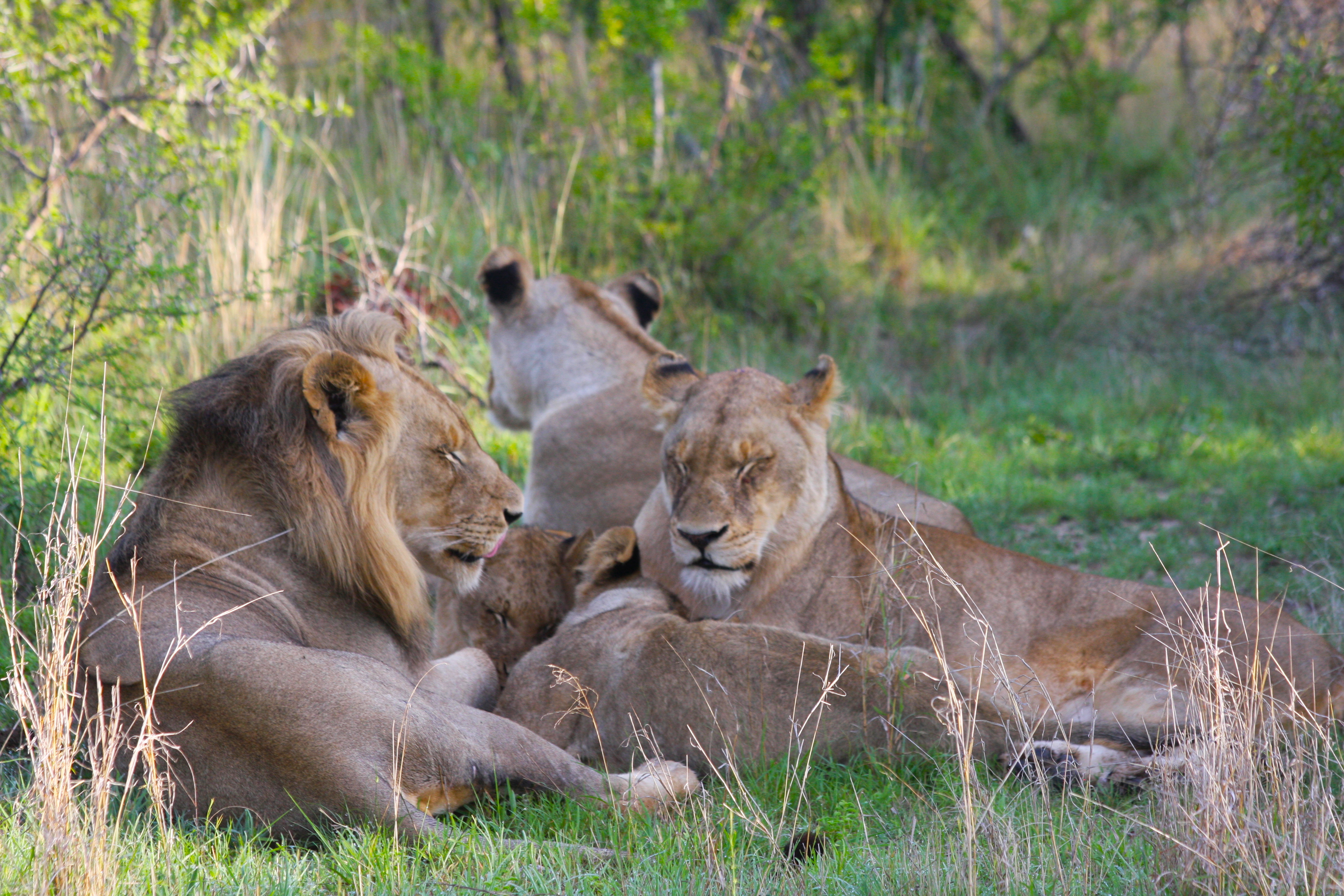 Lions relaxing 